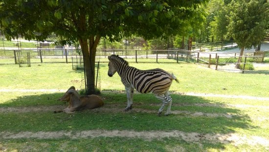 'Aiutateci a mantenere i nostri animali': l'appello del Parco Safari di Murazzano