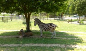 'Aiutateci a mantenere i nostri animali': l'appello del Parco Safari di Murazzano
