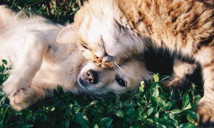 Coronavirus, continua il servizio psicologico dedicato ai proprietari di cani e gatti