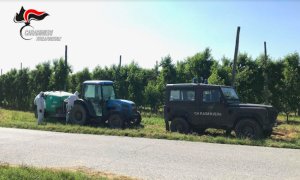 Farigliano, titolare di un'azienda agricola usa prodotti fitosanitari nocivi per le api: multato