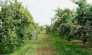 Saluzzo, al via la stagione della raccolta: 'Si costituisca il comitato territoriale'