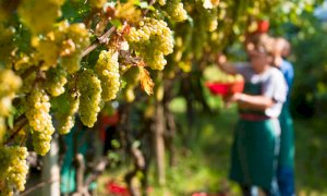 'Io Lavoro in Agricoltura', il servizio della Regione per l'intermediazione tra datori e lavoratori