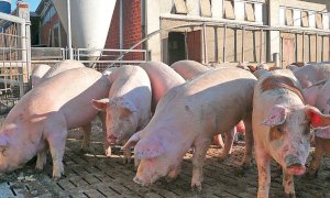 Suinicoltura in crisi: in aumento i prezzi al consumo, giù le quotazioni pagate agli allevatori