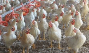 'La filiera avicola è virtuosa, responsabile e sostenibile'