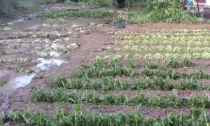 'Gli sconvolgimenti climatici mettono a dura prova l'agricoltura'