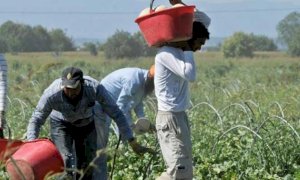 'I lavoratori nei campi mancano e il tempo stringe'