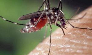 Lotta alle zanzare, approvato il programma regionale