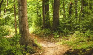 In Piemonte riparte la manutenzione delle foreste e dei boschi