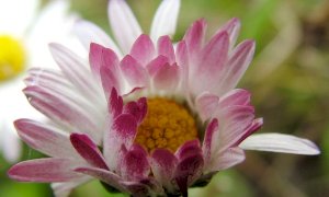 A Chiusa Pesio torna il concorso 'Chiusa in Fiore'