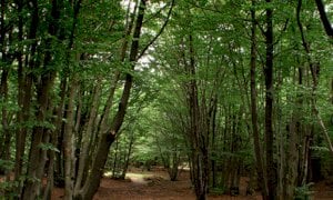 'Silenzio selvicolturale e avifauna: ascoltiamo la parola della gente di montagna'