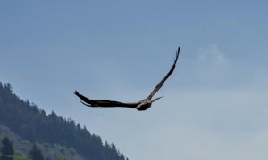 È guarita ed è tornata in libertà l'aquila reale ritrovata avvelenata in valle Stura a dicembre