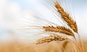 Grano, Coldiretti: 'Sì ad accordi di filiera per prodotti da forno 100% Made in Piemonte'
