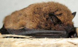 Mercoledì 3 giugno secondo appuntamento online con 'Intorno al Monviso'