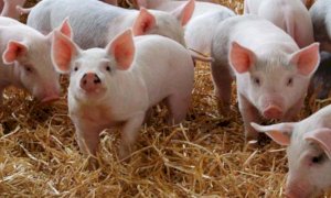 'Troppe importazioni, serve etichettatura d’origine per i salumi'