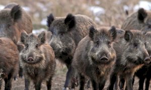 'Ancora troppi incidenti causati dalla fauna selvatica'