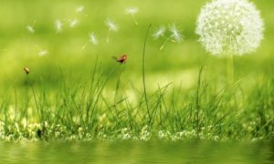 Oggi è la Giornata Mondiale dell'Ambiente: 'Battaglia universale, no a radicalismi e divisioni'