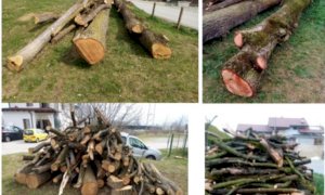Il Comune di Beinette organizza un’asta di legname: offerte aperte fino al 20 giugno