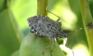 Gli interventi contro la cimice asiatica in Piemonte