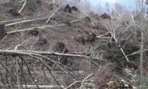 Foreste, altri 8 milioni e 700 mila euro nei bandi regionali per ripristino e prevenzione dei danni da calamità naturali