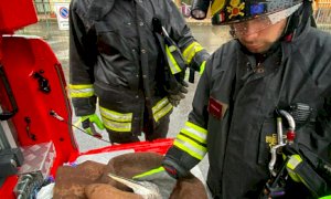 Costigliole Saluzzo, i Vigili del Fuoco soccorrono un airone ferito