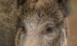 Troppi danni da fauna, Confagricoltura Cuneo chiede interventi alla Provincia