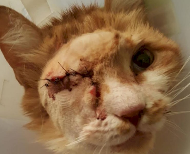 Gatti colpiti con armi ad aria compressa a Vignolo, la denuncia di 'Stop Animal Crime'