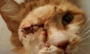 Gatti colpiti con armi ad aria compressa a Vignolo, la denuncia di 'Stop Animal Crime'