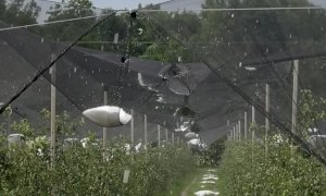 Coldiretti: 'Per i raccolti cuneesi è allarme grandine'