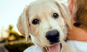 A Bene Vagienna nasce una sezione dell'Associazione Nazionale Protezione Animali e Ambiente