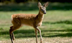 La Provincia mette a disposizione recinzioni elettrificate per ridurre i danni causati dalla fauna selvatica
