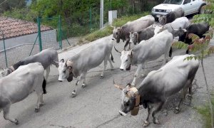 Transumanza, Coldiretti Cuneo: 'L'agricoltura di montagna lancia S.O.S.'