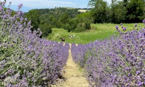 Come ogni anno a Sale San Giovanni è il periodo di fioritura della lavanda