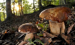 Raccolta funghi, ecco dove richiedere i permessi nei parchi delle Alpi Marittime e del Marguareis