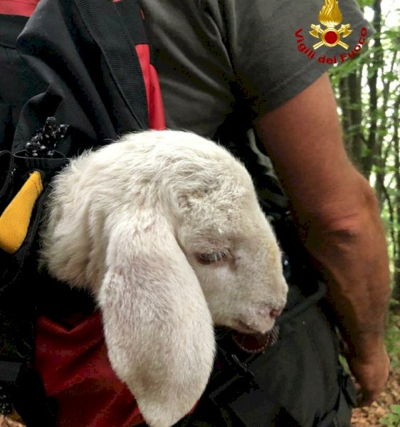 I vigili del fuoco salvano un agnello disperso nel comune di San Damiano Macra