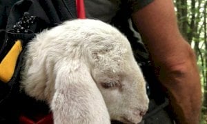 I vigili del fuoco salvano un agnello disperso nel comune di San Damiano Macra