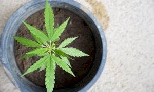 ‘La cannabis sul balcone? Non è una pianta di salvia o di peperoncino’