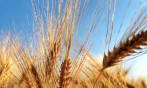 Grano, Coldiretti Cuneo: 'Avanti con le filiere virtuose sul territorio'