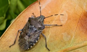 Anche quest'anno in Piemonte la vespa samurai 'in campo' contro la cimice asiatica