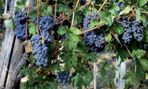 Vino, Confagricoltura Piemonte non è soddisfatta delle misure nazionali di aiuto