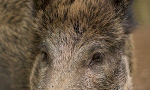 Fauna selvatica, positivo l’incontro tra Confagricoltura Cuneo e Provincia