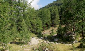 A Casteldelfino si presenta la nuova guida dedicata al Bosco dell’Alevè