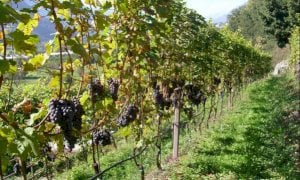 Confagricoltura: “Il Piemonte potrà valorizzare i vini di montagna, di cui la nostra regione è ricca”