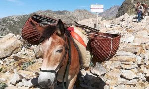Nel Parco Alpi Marittime rifornimenti ai rifugi con i muli al posto dell’elicottero