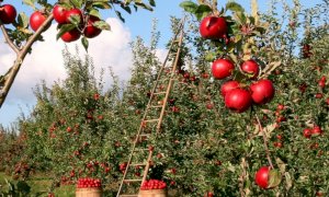 Decreto Rilancio, Coldiretti: 'Bene gli aiuti ai settori agricoli più colpiti'