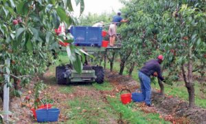 Stagionali della frutta, al via le 'accoglienze diffuse' nel Saluzzese
