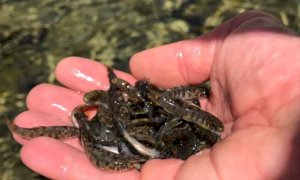 Immesse cinque mila trotelle nel torrente Casotto a Pamparato