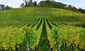 'Almeno 25 mila posti di lavoro occasionali tra le vigne disponibili con una semplificazione del voucher agricolo'