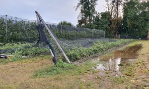 Vento e grandine, Coldiretti Cuneo: 'Ingenti danni per frutta e cereali'