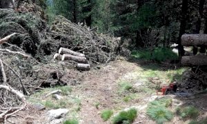 Eseguiti lavori di taglio e sgombero di tronchi di pino cembro nel Bosco dell’Alevè
