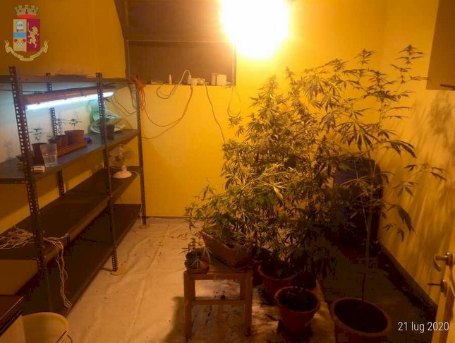 Trinità, 45enne coltivava cannabis tra le mura di casa: arrestato